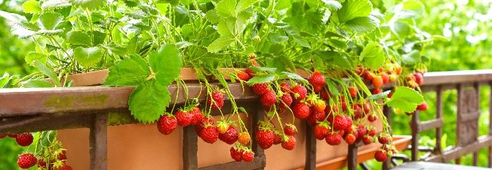 Erdbeeren in Topf